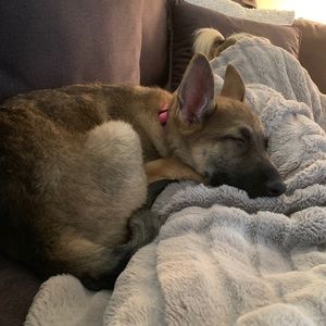 Meet your Posher, Steve